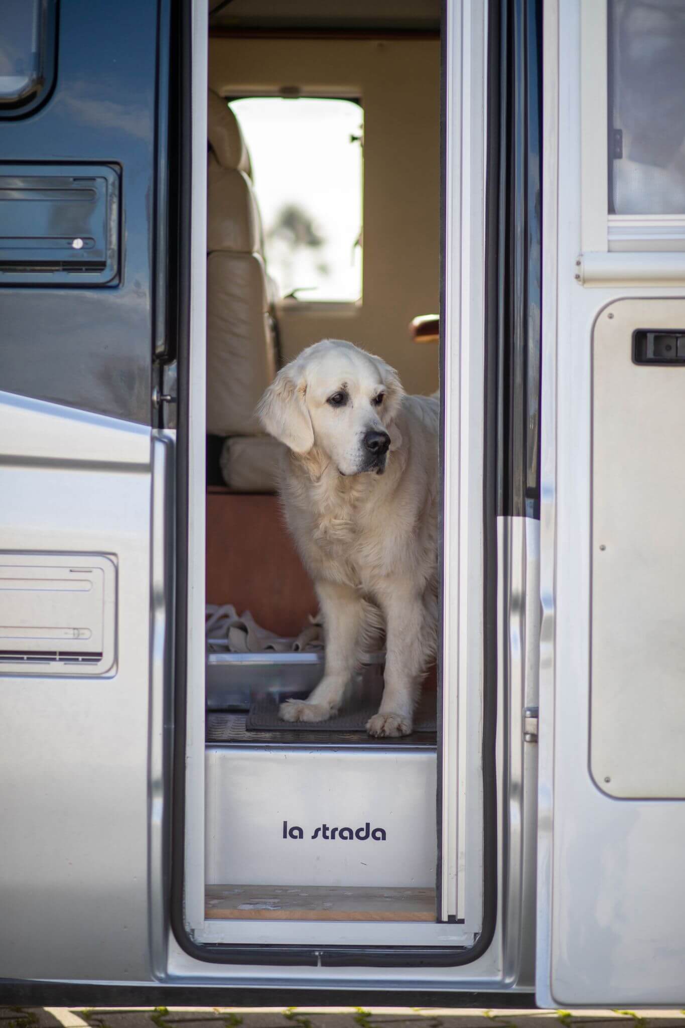 hundefreundliche camper